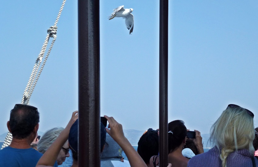 Kleiner Vogel, große Aufregung