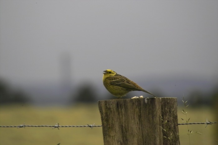 kleiner Vogel große Haufen