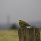 kleiner Vogel große Haufen