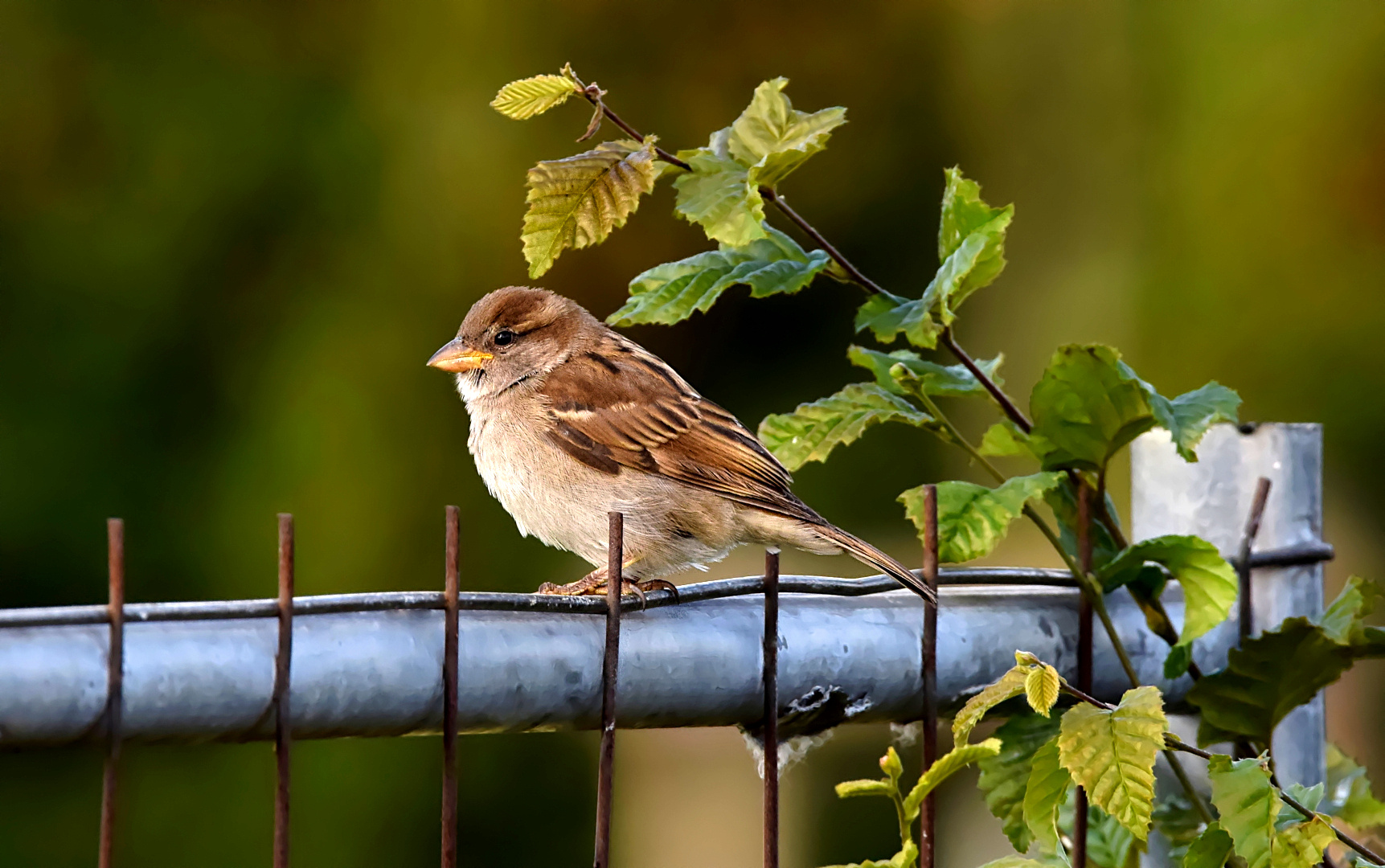 "KLEINER VOGEL, GROSSE PERSÖNLICHKEIT"