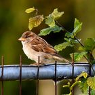 "KLEINER VOGEL, GROSSE PERSÖNLICHKEIT"