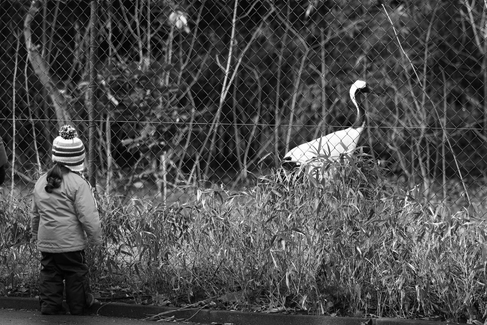 Kleiner Vogel, großer Vogel