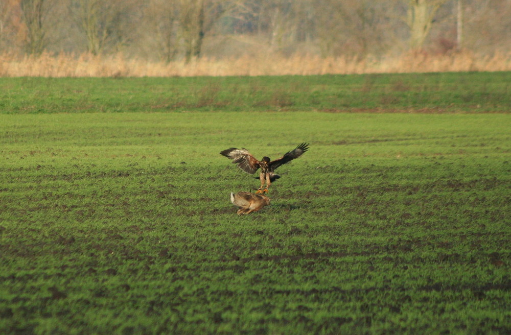 kleiner Vogel großes Herz