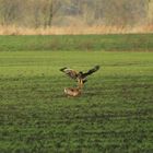 kleiner Vogel großes Herz