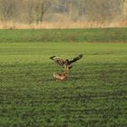 kleiner Vogel großes Herz
