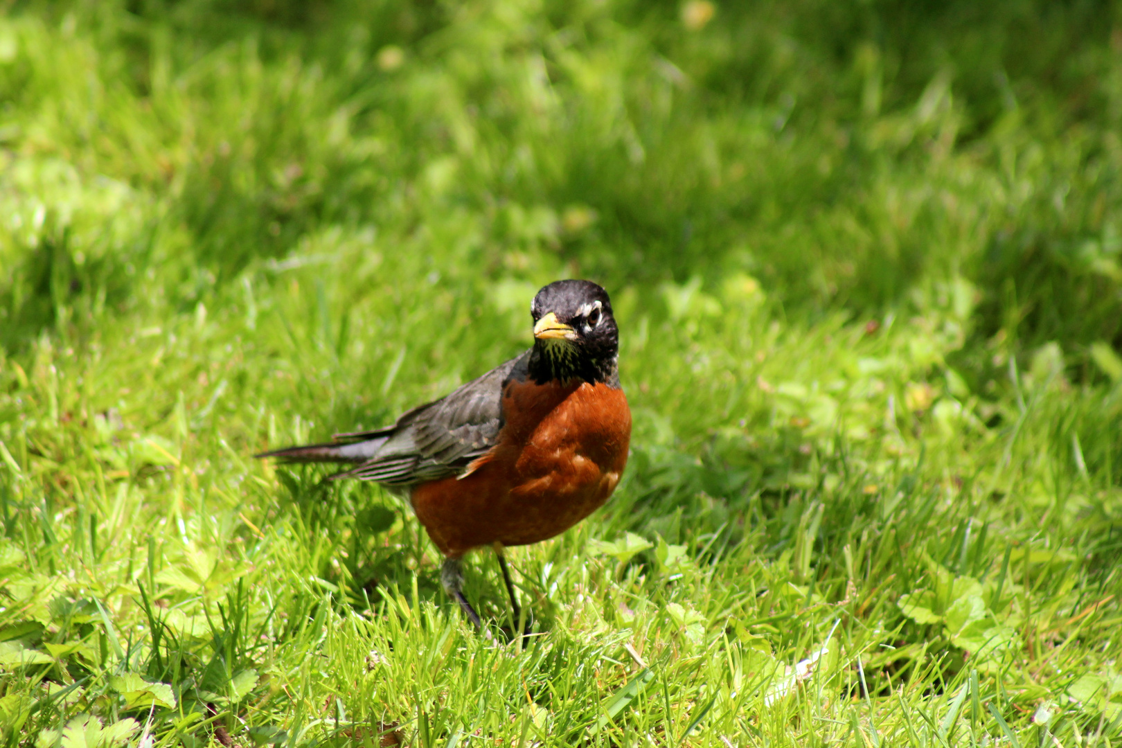 Kleiner Vogel im Central Park