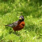 Kleiner Vogel im Central Park