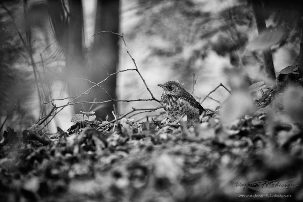 Kleiner Vogel im Paradies