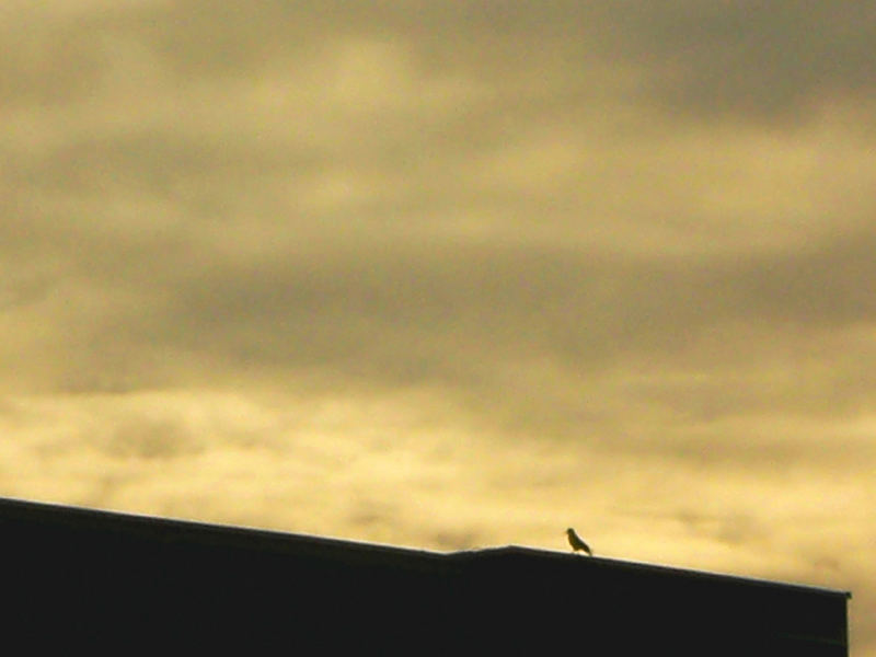 kleiner Vogel in der großen Welt...