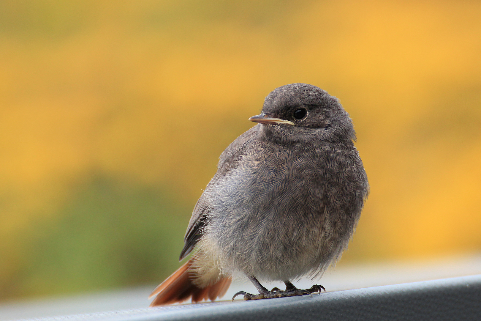 kleiner Vogel macht Pause auf Terrasse - Hausrotschwanz