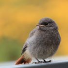 kleiner Vogel macht Pause auf Terrasse - Hausrotschwanz