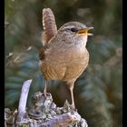 kleiner Vogel mit großer Stimme