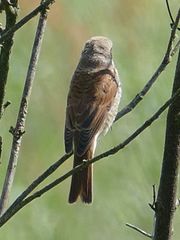 Kleiner Vogel von hinten.