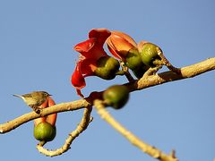 Kleiner Vogel vor großer Blüte