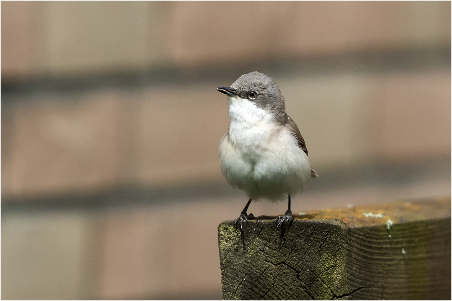 kleiner Vogel watt nu  .....