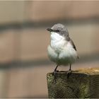 kleiner Vogel watt nu  .....