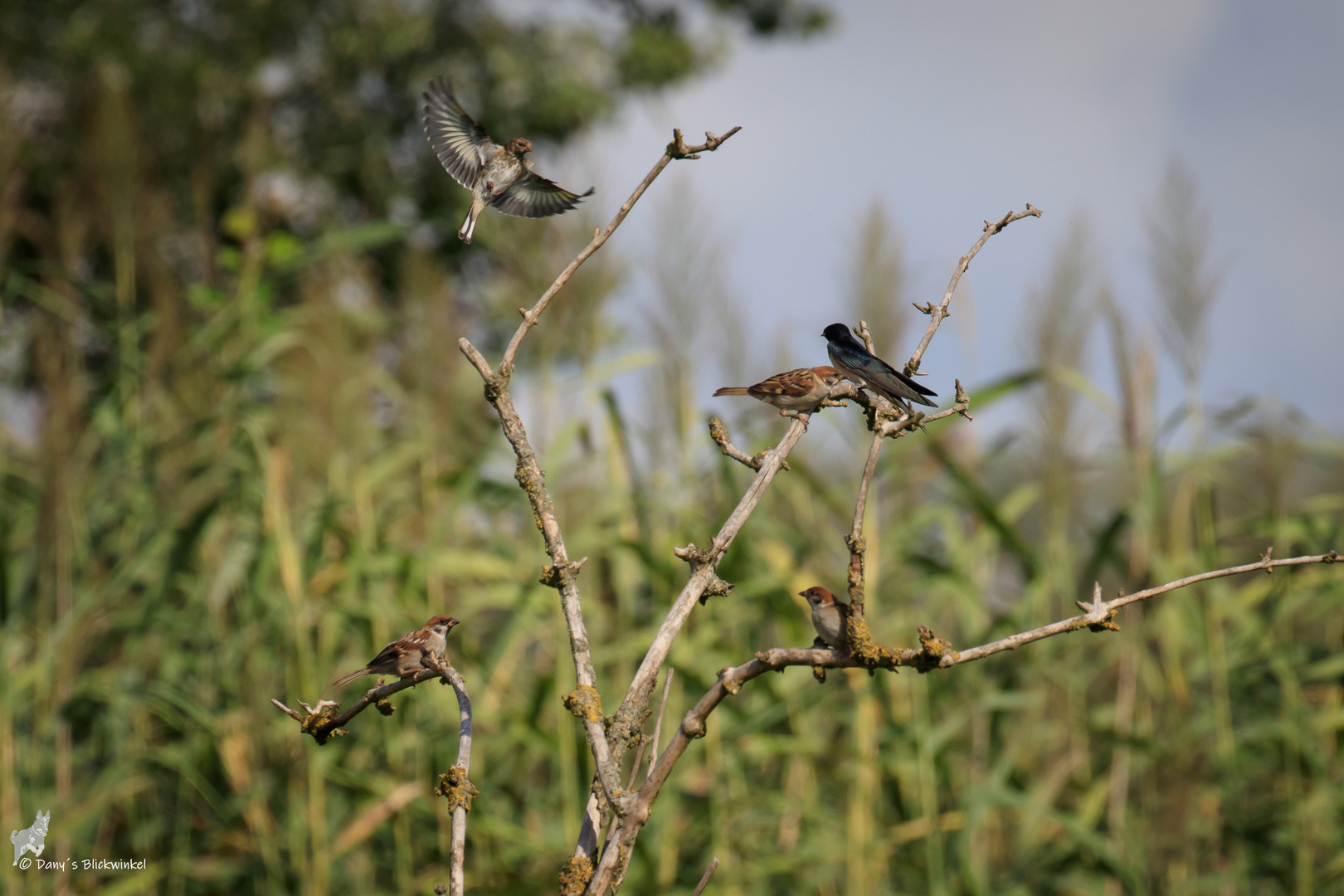 Kleiner Vogelmix