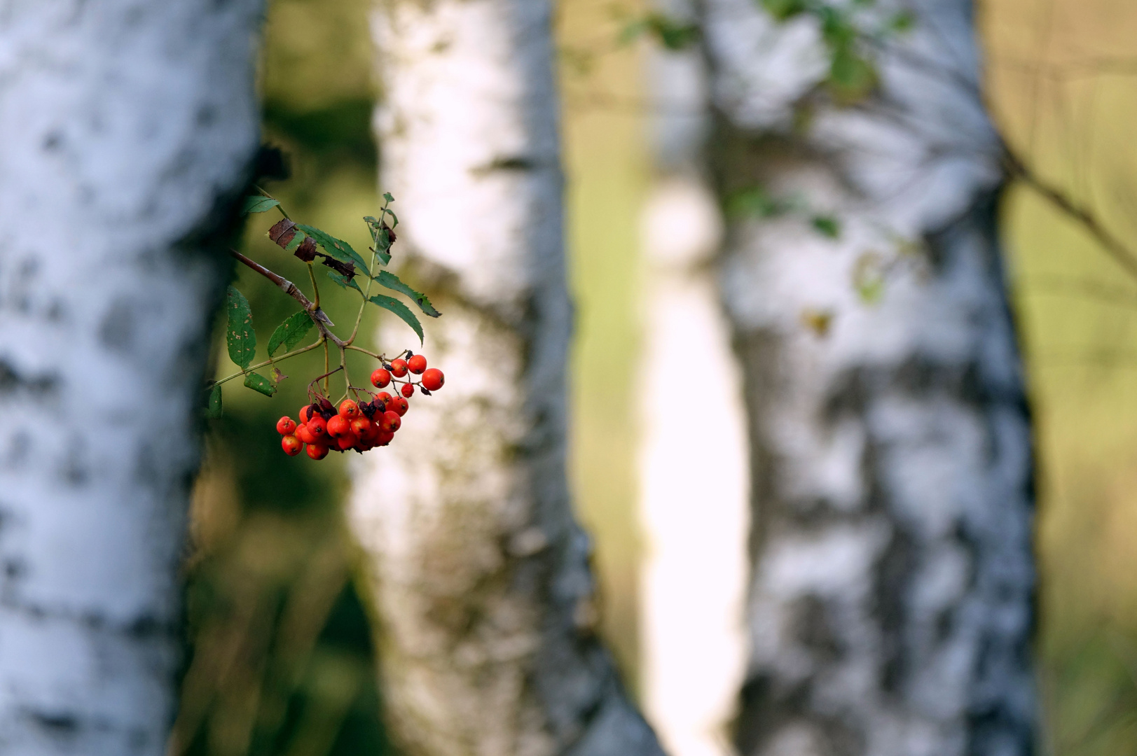 kleiner Vorbote des Herbstes