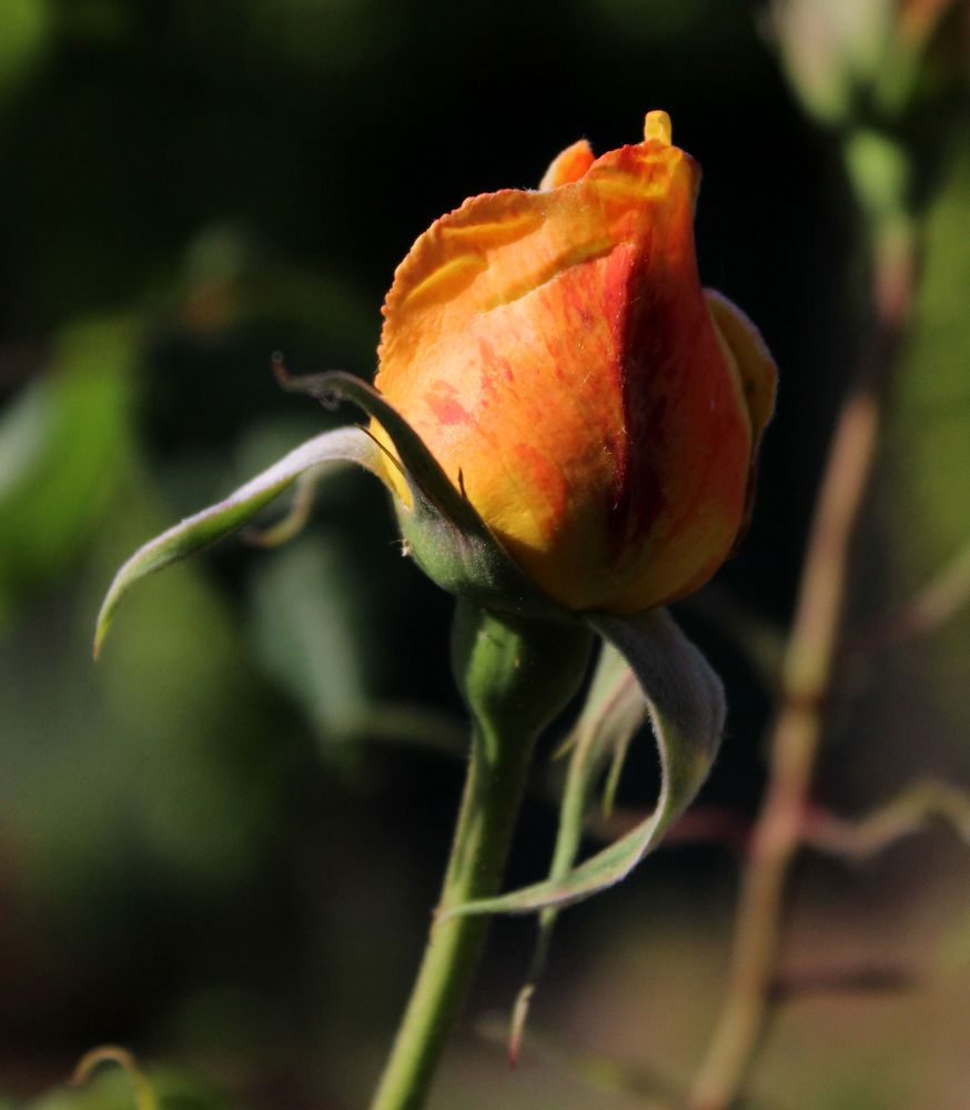 kleiner Vorgeschmalch auf Freitagsrosen