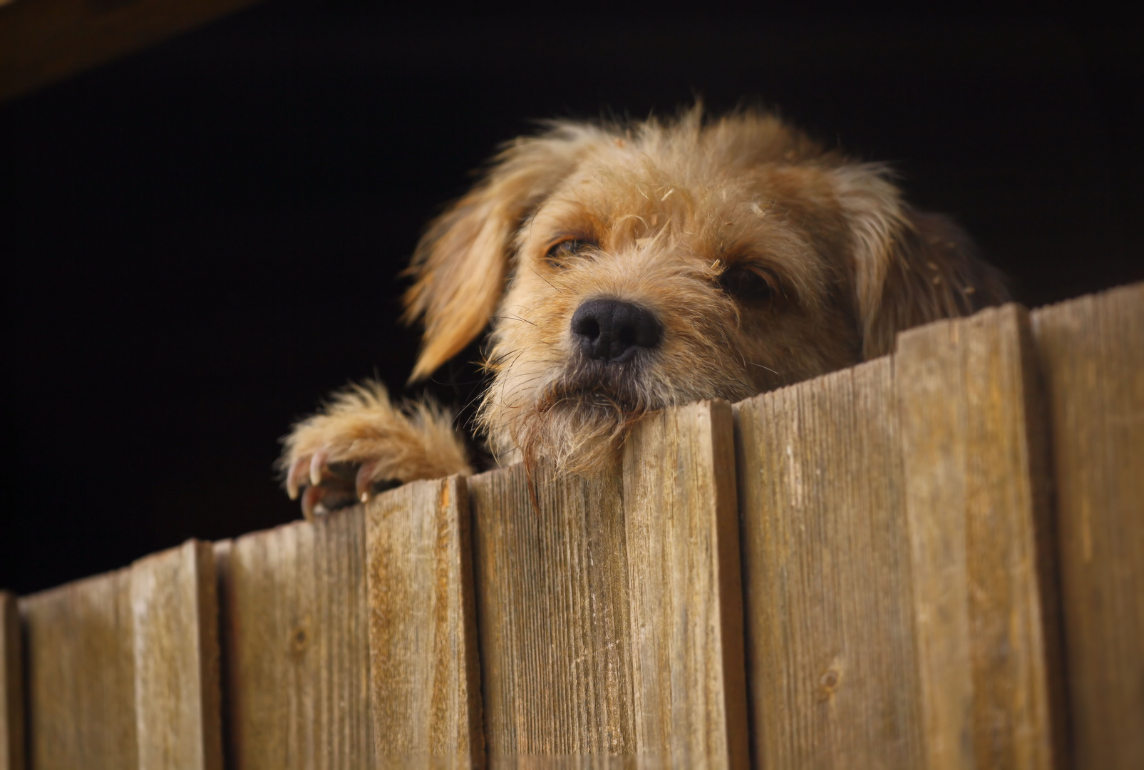 kleiner wachhund Foto &amp; Bild outdoor, hunde, spontan