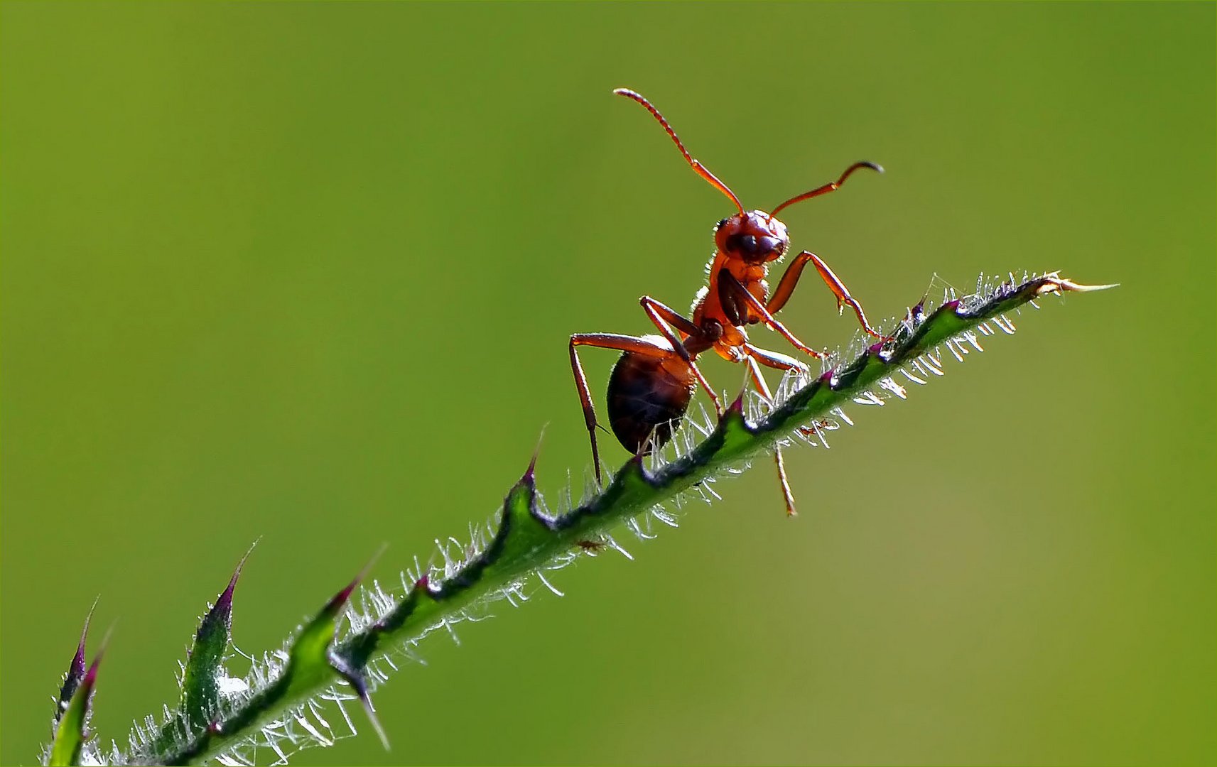 Kleiner Wächter