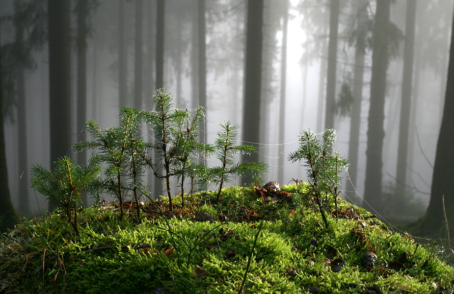 kleiner Wald