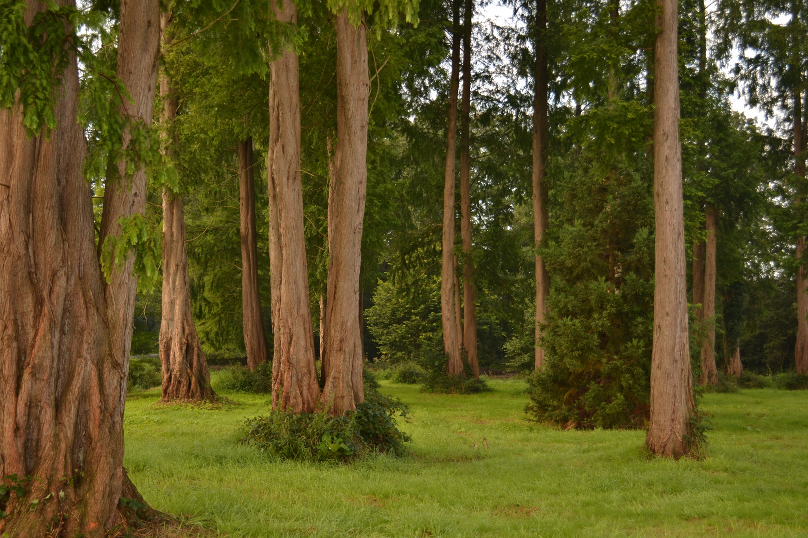 kleiner Wald