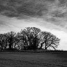 kleiner Wald