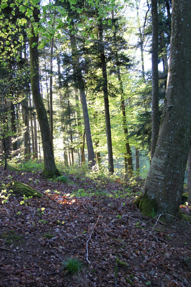 Kleiner Wald