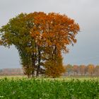 Kleiner Wald auf weiter Flur  