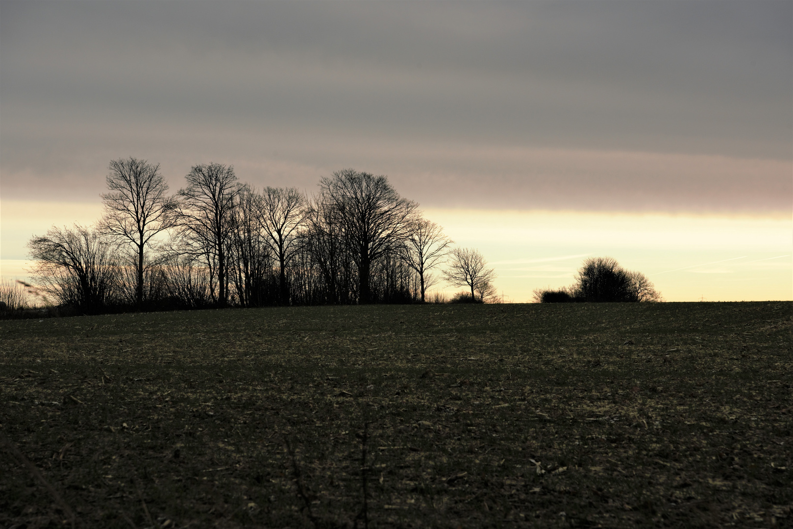 Kleiner Wald im mystischen Abendlicht