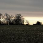 Kleiner Wald im mystischen Abendlicht