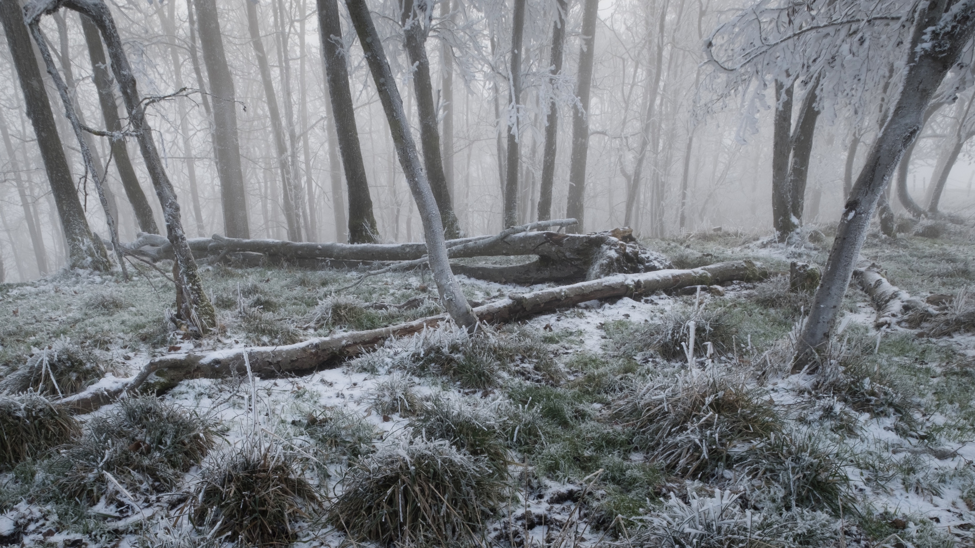 Kleiner Wald im Schnee