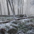 Kleiner Wald im Schnee