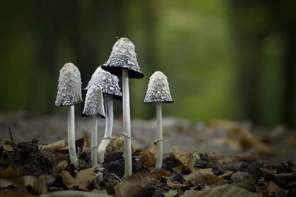 Kleiner Wald im Wald