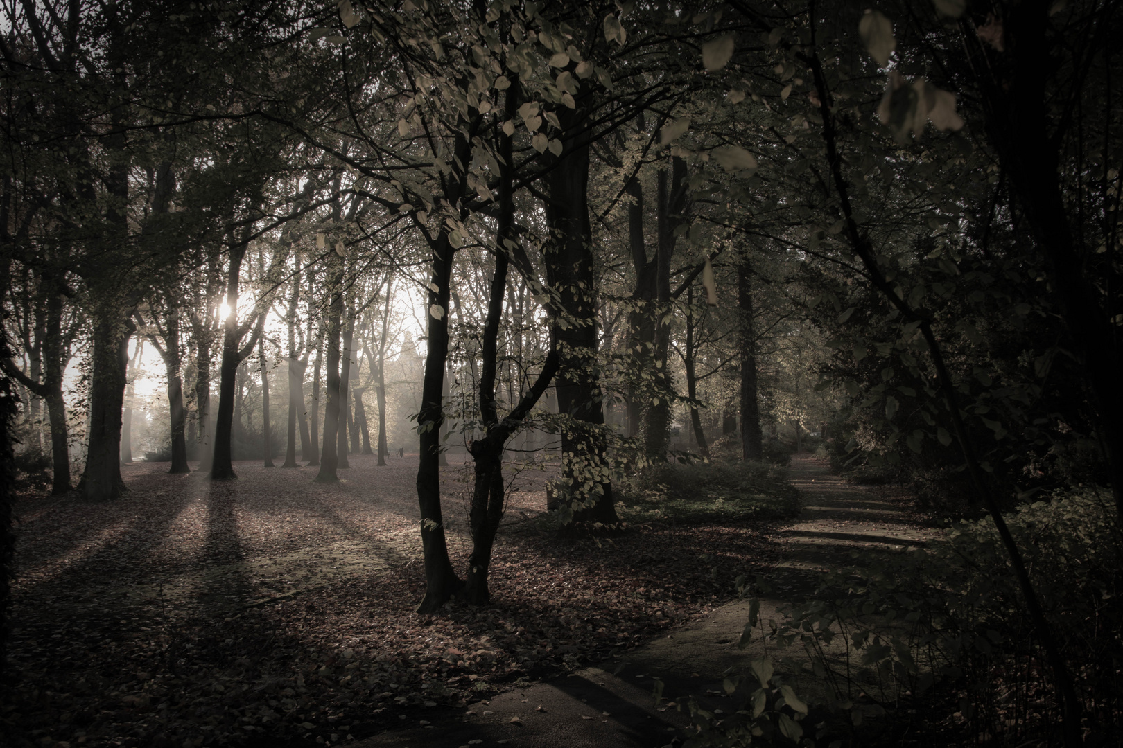 Kleiner Wald in Duisburg Homberg 