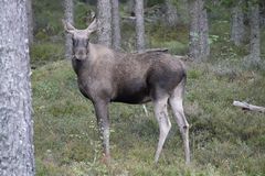 "Kleiner Wald- König entdeckt..."