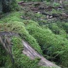 Kleiner Wald wächst nach