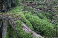 Kleiner Wald wächst nach