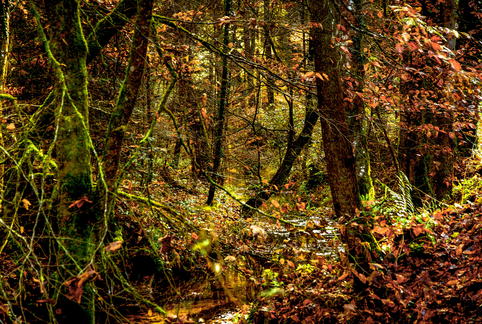 kleiner Waldbach