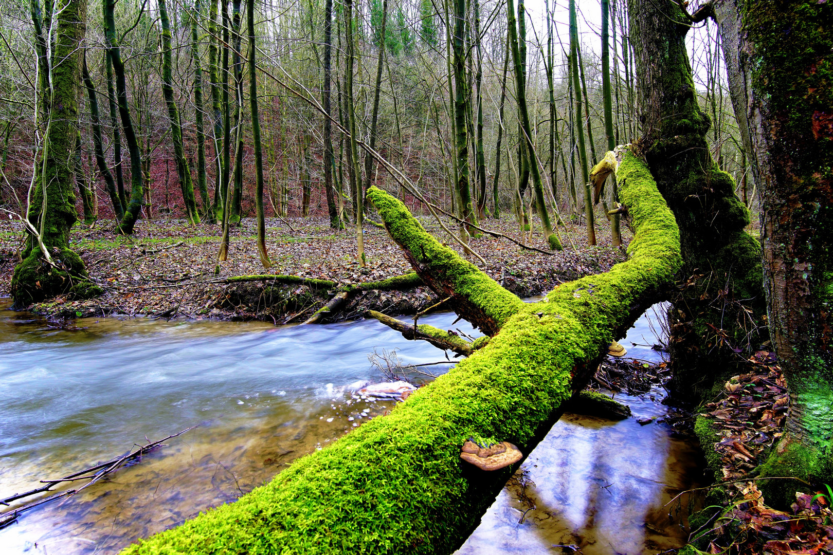 Kleiner Waldbach