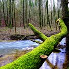 Kleiner Waldbach