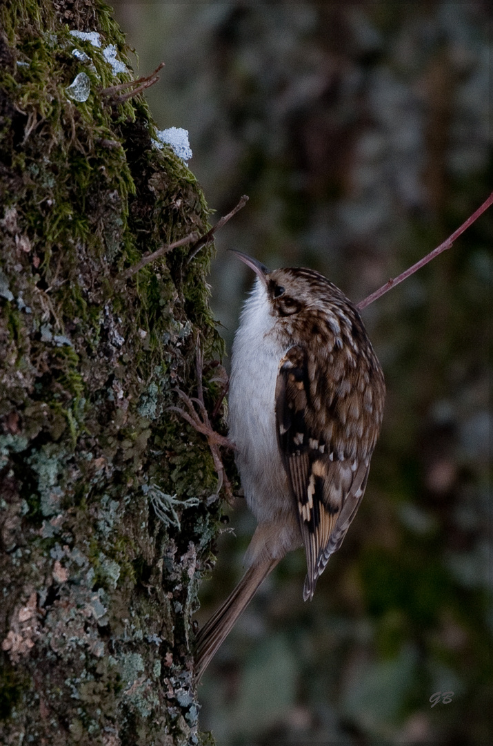 kleiner Waldbaumläufer..