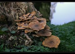 Kleiner Waldbewohner