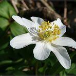 kleiner Waldbewohner