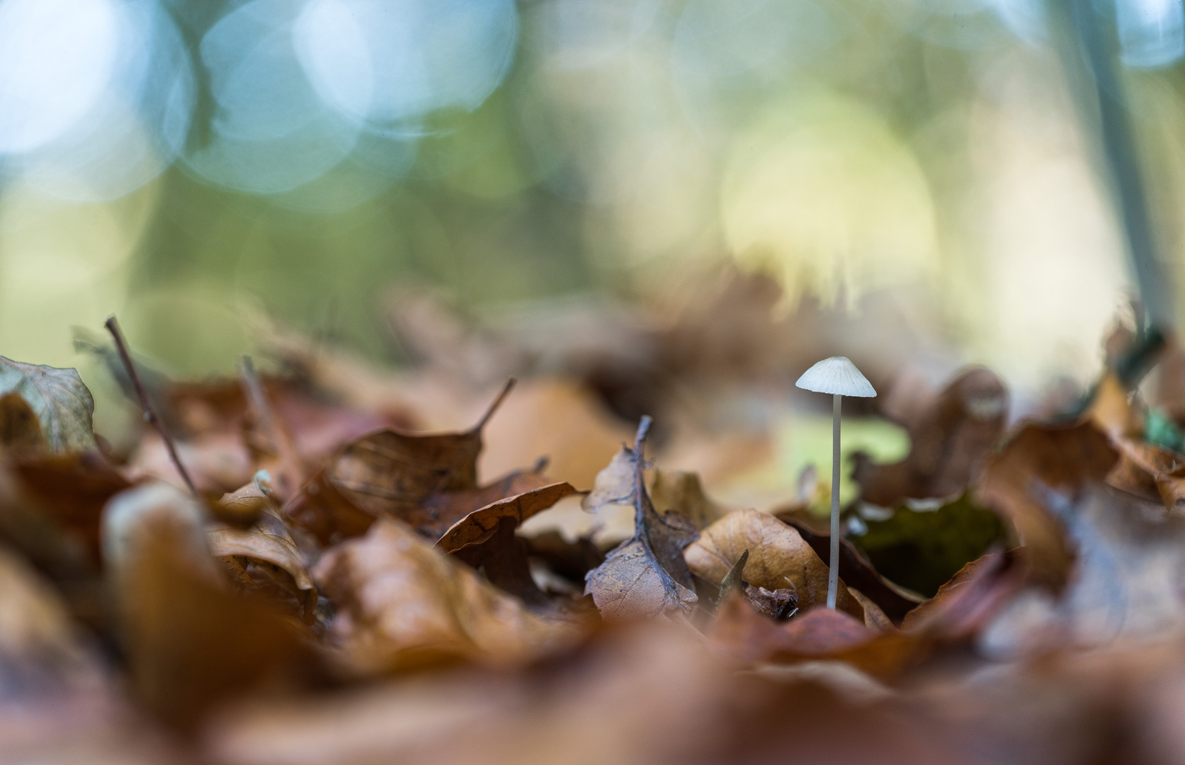 ___kleiner waldbewohner______