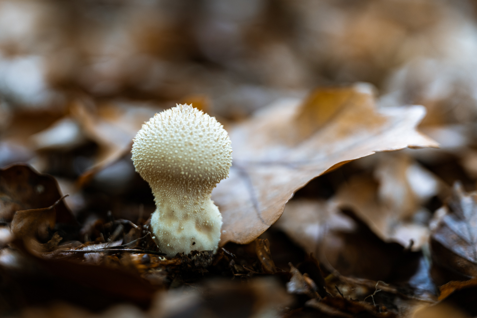 Kleiner Waldbewohner