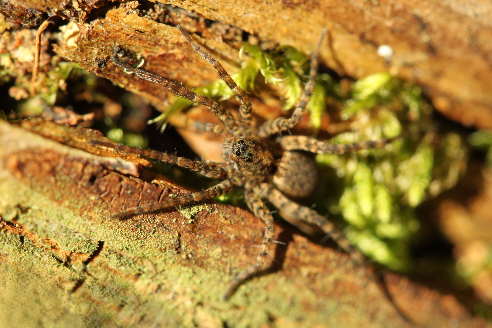 kleiner Waldbewohner