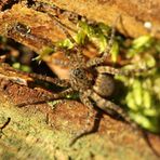 kleiner Waldbewohner