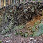 Kleiner Waldbodenaufschluss mit Schichtgestein und Wurzelwerk